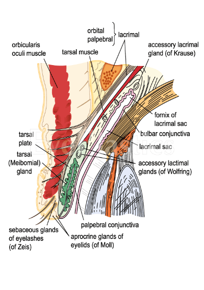 Diagram of human anatomy showing major organs including the heart, lungs, liver, and kidneys, labeled with text.