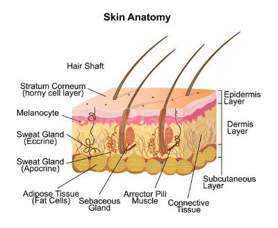 Diagram of skin anatomy showing different layers including the epidermis, dermis, and hypodermis, with labels and descriptions for each part.
