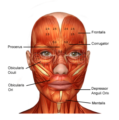 Illustration showing the muscles of the face
